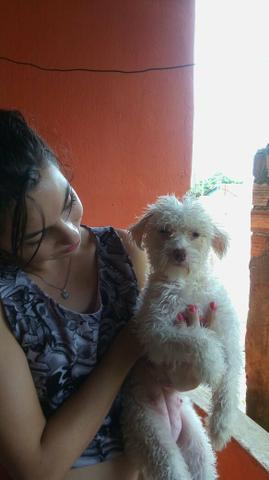 Vendo Cão de cristã chinês