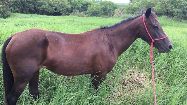 Vendo ou troco égua manga-larga paulista de 3 anos já tem 6 montadas muito mansa 