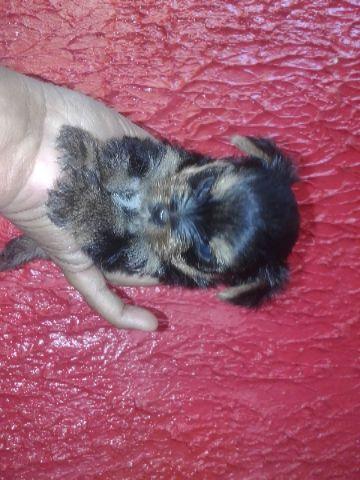 Yorkshire Terrier femea linda bem pequena