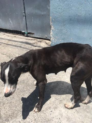 Cachorro pitbull misturado fêmea 1 ano