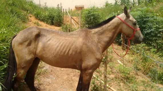 Cavalo macha picada 6 anos sem defeito 800 reais