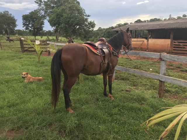 Cavalo manga larga com sela !