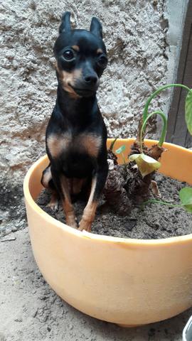 Compro pinscher fêmea
