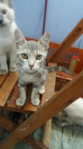 Doação de gatinhos