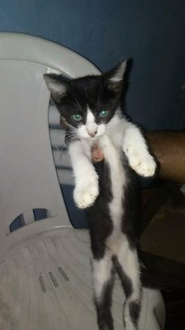 Doe-se lindos gato fêmea e macho