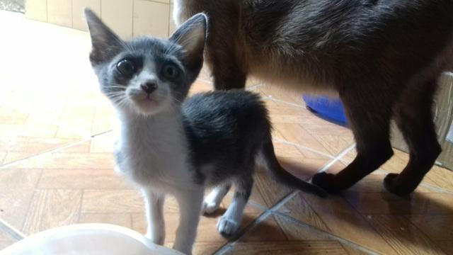 Gatinho Banco e Cinza