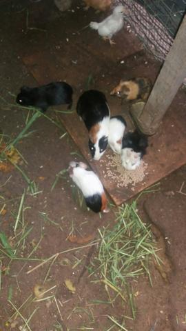 Porquinhos da india / Preás