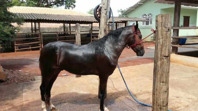 Potro top 2anos e meio magalarga sem papel