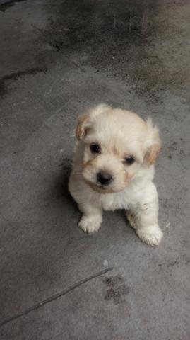 Sou a coisinha mais fofinha