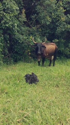 Vaca leiteira (Qualidade de vaca)