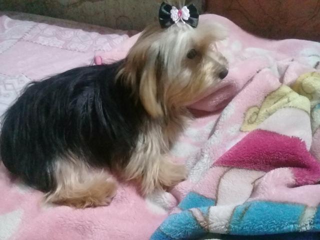 Vende se uma York fêmea 9 meses