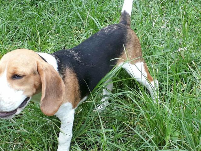 Vendo Beagle Tricolor Fêmea 600 reais