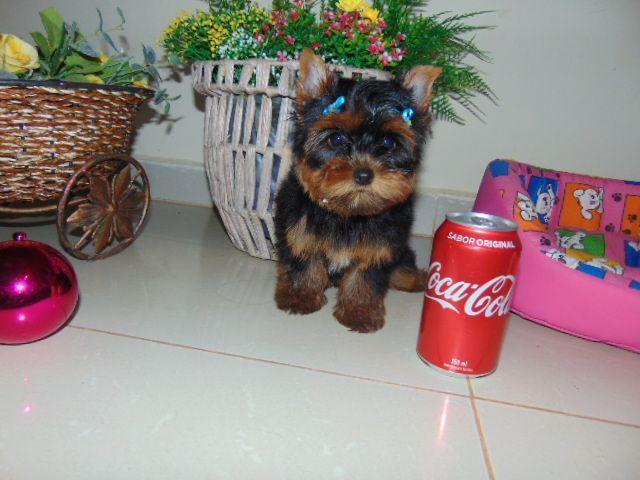 Yorkshire femea  em 12x entregamos