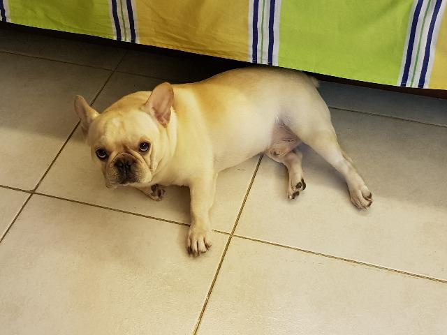 Bulldog Francês com 1 ano