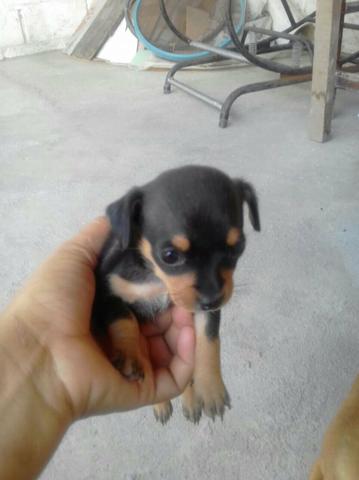Cachorro pinscher