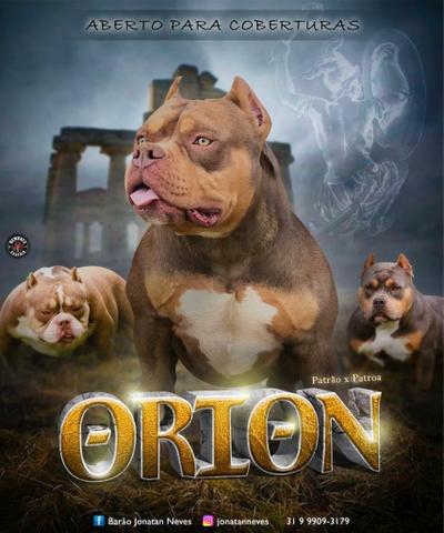 Cobertura american bully