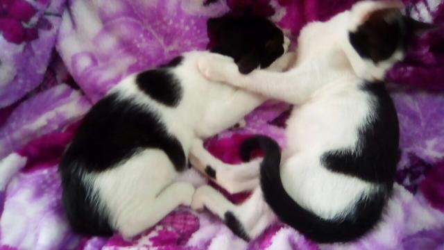 Doação de gatos Brasília