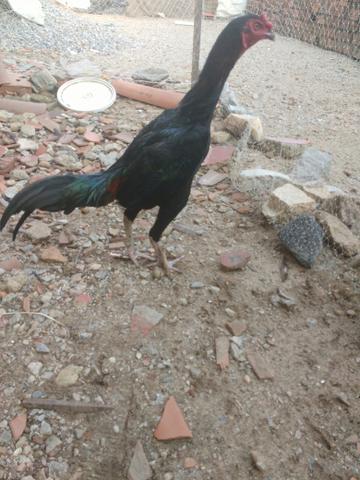 Frango de raça Preto