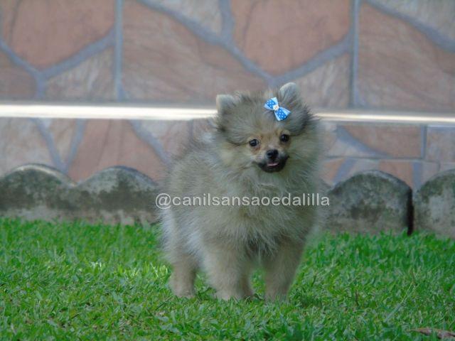 Spitz Alemão Lulu da Pomerânia. Fêmea anã 90 dias