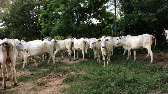 Vacas paridas e amojando
