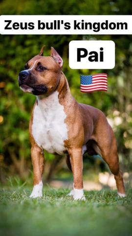 American staffordshire Terrier