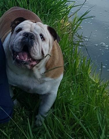 Cachorro desaparecido