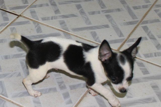 Chihuahua cabeça de maça