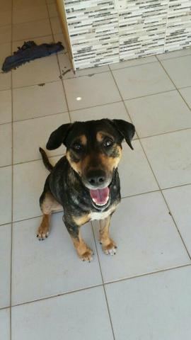 Cão para adoção responsável