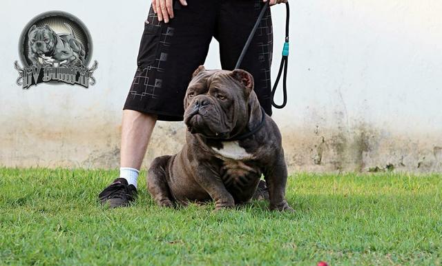 Cobertura American Bully Lil Magnum
