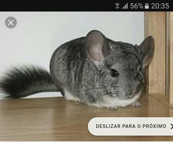 Compro chinchila