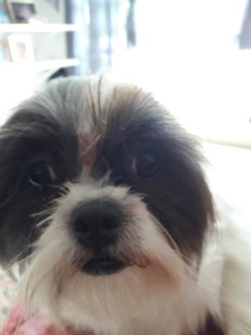 Fêmea Shih Tzu 10 meses