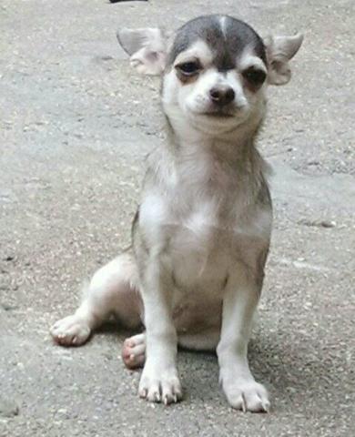 Fêmeas Chihuahua