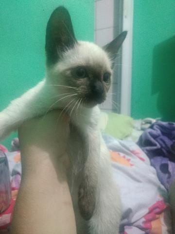 Gatinhas, Raça Siamês