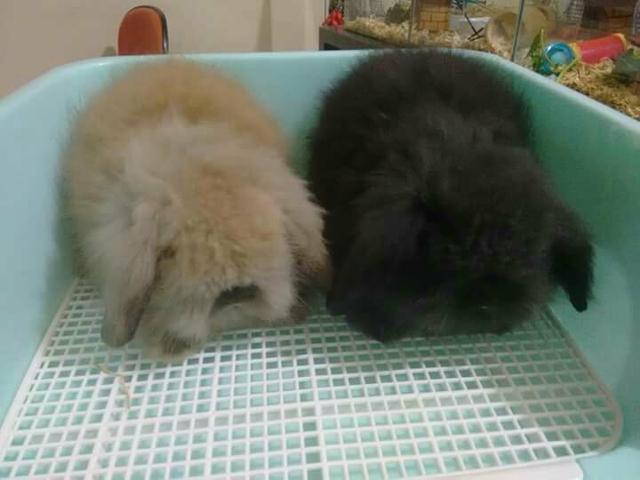 Mini coelho raça Fuzzy