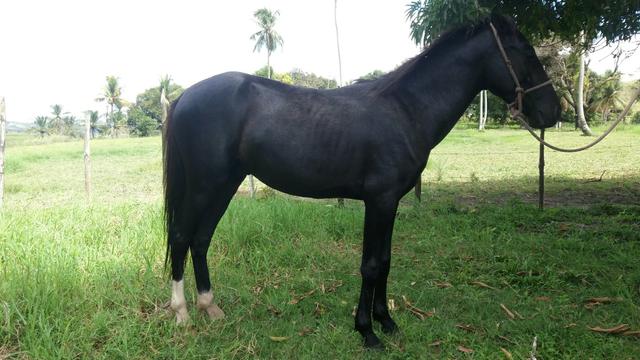 Poutro Preto Mangalarga