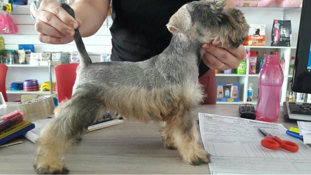 Shchnauzer miniatura fêmea 2 meses