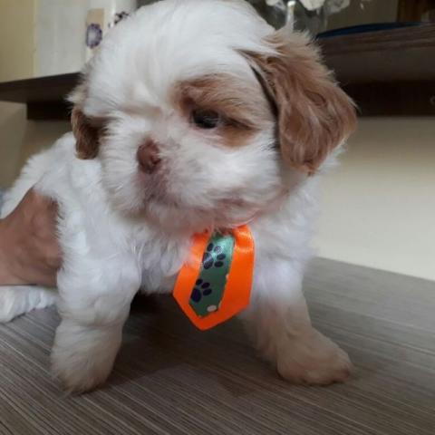 Shih Tzu - macho