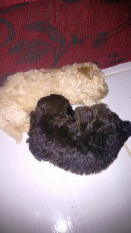Vendo dois poodle