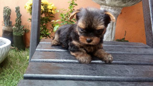 Yorkshire terrier macho micro