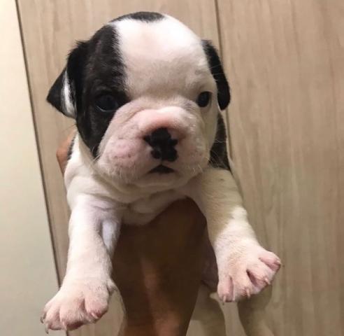 Bulldog Francês
