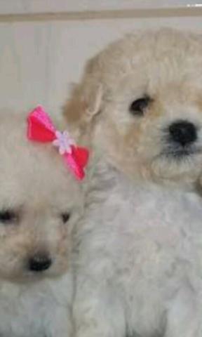 Casal de poodle lindos e pequenos