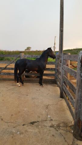 Cavalo Mangalarga Paulista registrado