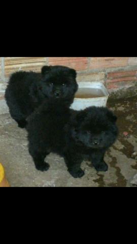 Chow chow disponivel