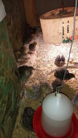 Codorna gigante lote com 37