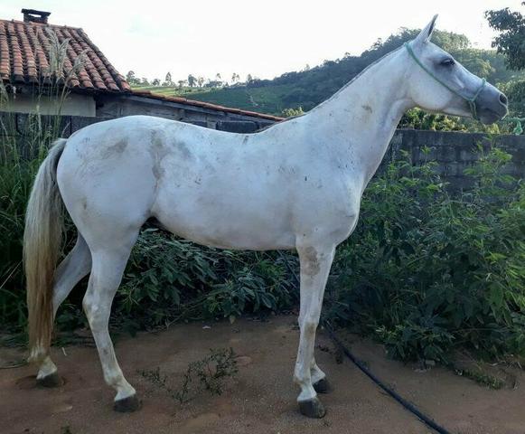 Égua frente aberta, mansa - Cavalos e acessórios - Pachecos, Palhoça  1252773521