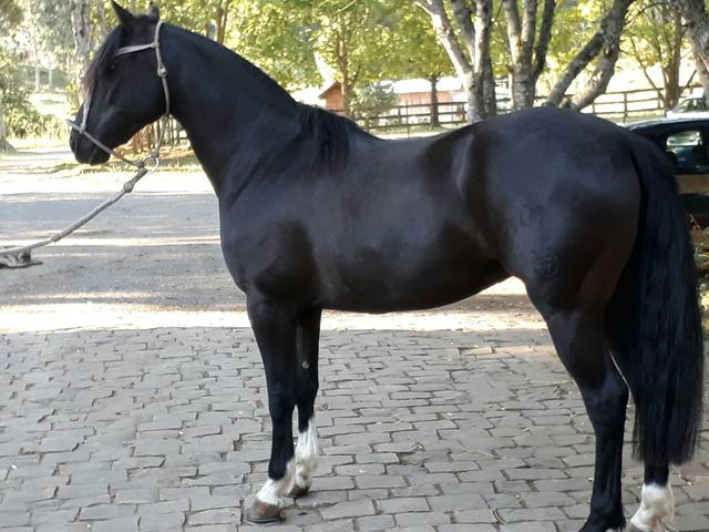 Filha do BT faceiro do junco