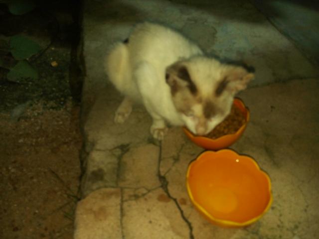 Gatinha fêmea para adoção