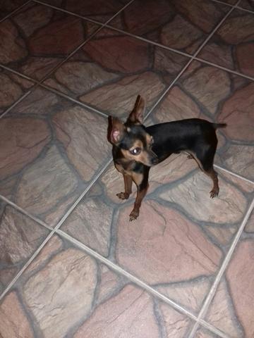 Pinscher 1
