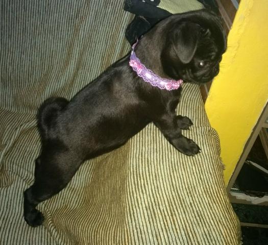 Pug pretinha parcelada