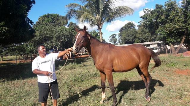 Venda égua PSI registrada